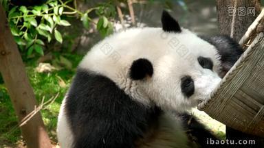 竹子熊猫成都濒临灭绝